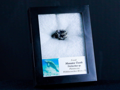 0.7" Trichechus SP Fossil Manatee Tooth Pleistocene Epoch Withlacoochee River, FL - Fossil Age Minerals