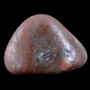1.7" Sauropod Dinosaur Stomach Stone Gastrolith Rock Gizzard Stone 1.1 OZ COA