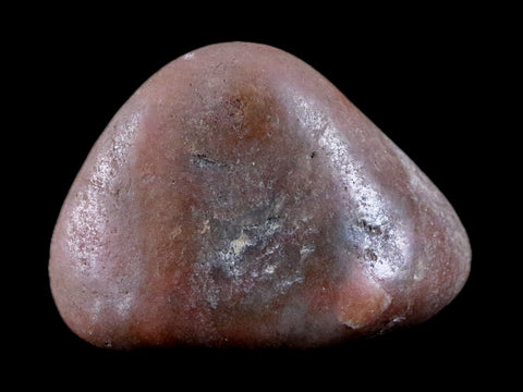 1.7" Sauropod Dinosaur Stomach Stone Gastrolith Rock Gizzard Stone 1.1 OZ COA - Fossil Age Minerals