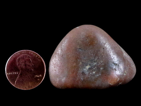 1.7" Sauropod Dinosaur Stomach Stone Gastrolith Rock Gizzard Stone 1.1 OZ COA - Fossil Age Minerals