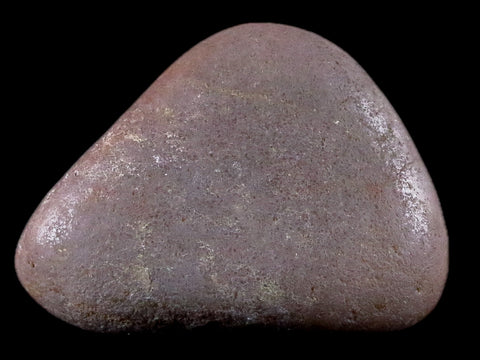 1.7" Sauropod Dinosaur Stomach Stone Gastrolith Rock Gizzard Stone 1.1 OZ COA - Fossil Age Minerals