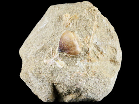 Globidens Mosasaur Fossil Tooth In Matrix Cretaceous Dinosaur Era Morocco COA