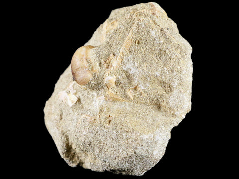 Globidens Mosasaur Fossil Tooth In Matrix Cretaceous Dinosaur Era Morocco COA - Fossil Age Minerals