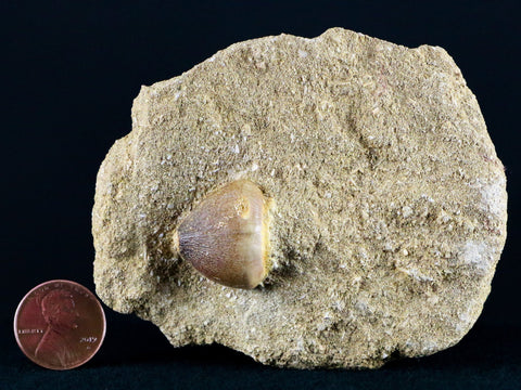 Globidens Mosasaur Fossil Tooth In Matrix Cretaceous Dinosaur Era Morocco COA - Fossil Age Minerals
