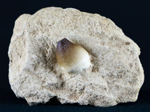 Globidens Mosasaur Fossil Tooth In Matrix Cretaceous Dinosaur Era Morocco COA - Fossil Age Minerals