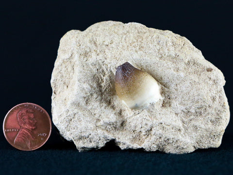 Globidens Mosasaur Fossil Tooth In Matrix Cretaceous Dinosaur Era Morocco COA - Fossil Age Minerals