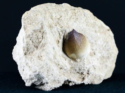 Globidens Mosasaur Fossil Tooth In Matrix Cretaceous Dinosaur Era Morocco COA - Fossil Age Minerals