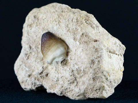 Globidens Mosasaur Fossil Tooth In Matrix Cretaceous Dinosaur Era Morocco COA - Fossil Age Minerals