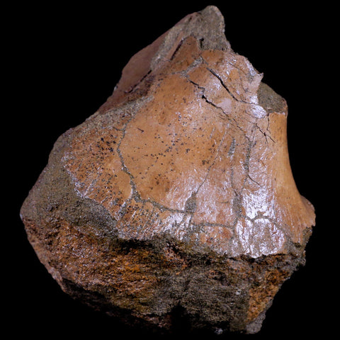4.1" Triceratops Fossil Skull Sirangular Bone Lance Creek Cretaceous Dinosaur WY COA - Fossil Age Minerals