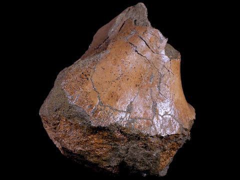 4.1" Triceratops Fossil Skull Sirangular Bone Lance Creek Cretaceous Dinosaur WY COA - Fossil Age Minerals
