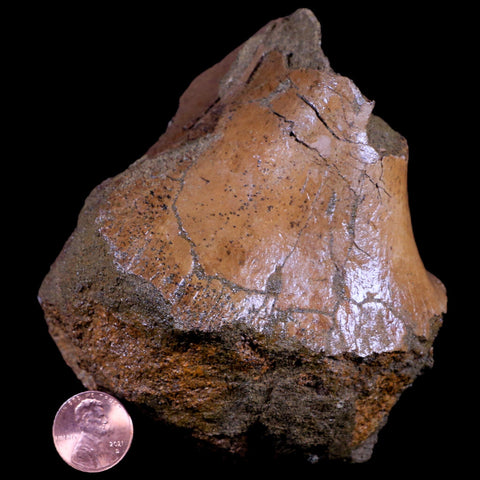 4.1" Triceratops Fossil Skull Sirangular Bone Lance Creek Cretaceous Dinosaur WY COA - Fossil Age Minerals