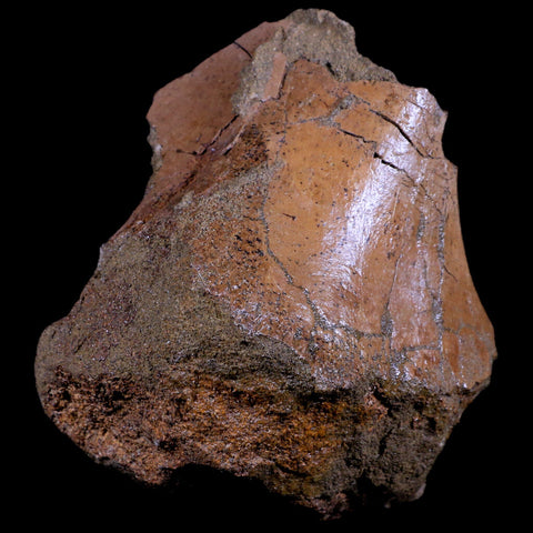 4.1" Triceratops Fossil Skull Sirangular Bone Lance Creek Cretaceous Dinosaur WY COA - Fossil Age Minerals
