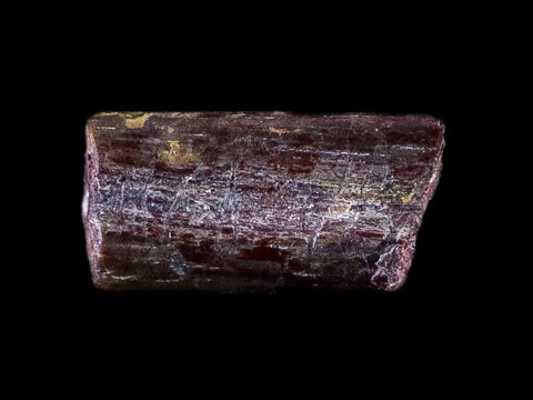 0.3" Dimetrodon Spine Bone Fossil Permian Age Waurika Oklahoma COA, Display - Fossil Age Minerals