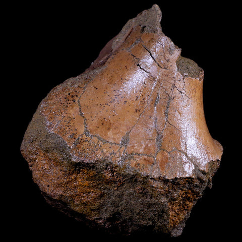 4.1" Triceratops Fossil Skull Sirangular Bone Lance Creek Cretaceous Dinosaur WY COA - Fossil Age Minerals