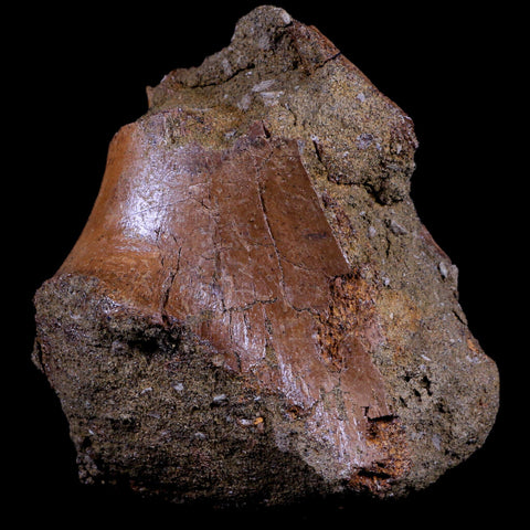 4.1" Triceratops Fossil Skull Sirangular Bone Lance Creek Cretaceous Dinosaur WY COA - Fossil Age Minerals