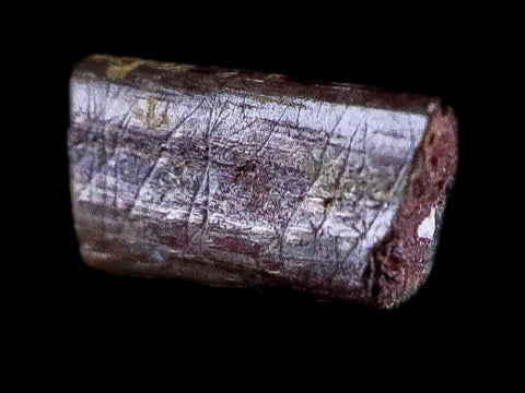 0.3" Dimetrodon Spine Bone Fossil Permian Age Waurika Oklahoma COA, Display - Fossil Age Minerals