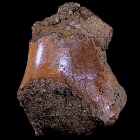 4.1" Triceratops Fossil Skull Sirangular Bone Lance Creek Cretaceous Dinosaur WY COA - Fossil Age Minerals