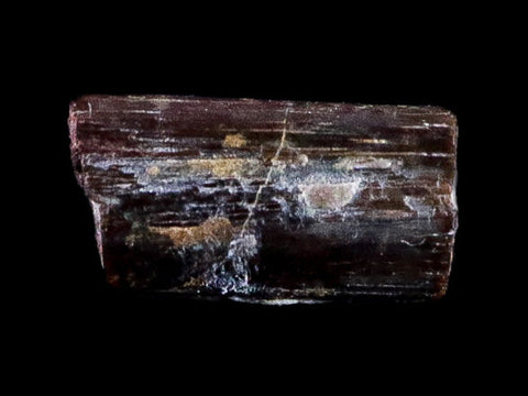 0.3" Dimetrodon Spine Bone Fossil Permian Age Waurika Oklahoma COA, Display - Fossil Age Minerals