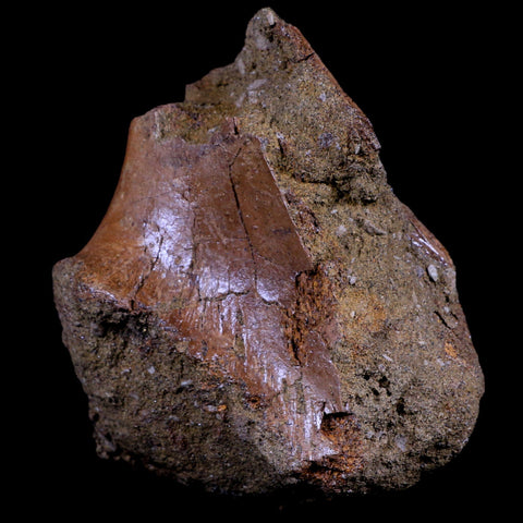 4.1" Triceratops Fossil Skull Sirangular Bone Lance Creek Cretaceous Dinosaur WY COA - Fossil Age Minerals