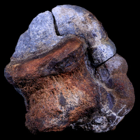 4.5" Triceratops Fossil Vertebrae Bone in Iron Nodule Cretaceous Dinosaur WY COA - Fossil Age Minerals