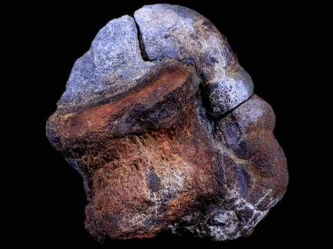 4.5" Triceratops Fossil Vertebrae Bone in Iron Nodule Cretaceous Dinosaur WY COA - Fossil Age Minerals