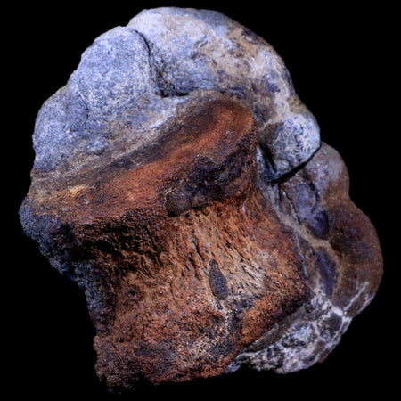 4.5" Triceratops Fossil Vertebrae Bone in Iron Nodule Cretaceous Dinosaur WY COA