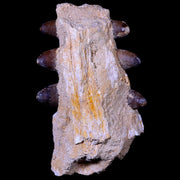 4.9" Crocodile Fossil Jaw Teeth Kem Kem Morocco Cretaceous Age Crocodilian Tooth