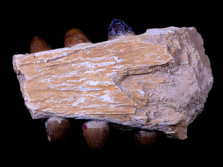 4.9" Crocodile Fossil Jaw Teeth Kem Kem Morocco Cretaceous Age Crocodilian Tooth