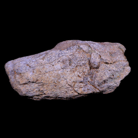 5.3" Triceratops Fossil Horn Base Bone Lance Creek FM Cretaceous Dinosaur WY COA - Fossil Age Minerals