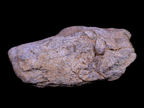 5.3" Triceratops Fossil Horn Base Bone Lance Creek FM Cretaceous Dinosaur WY COA - Fossil Age Minerals
