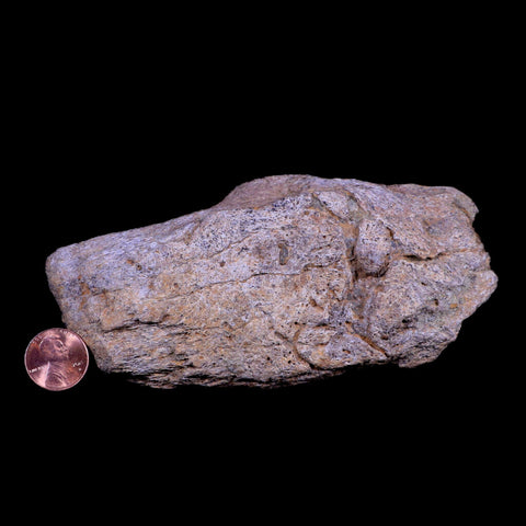5.3" Triceratops Fossil Horn Base Bone Lance Creek FM Cretaceous Dinosaur WY COA - Fossil Age Minerals