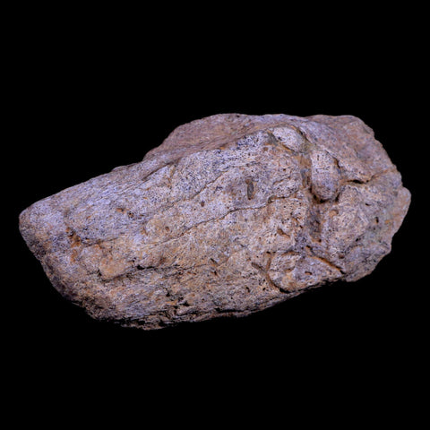 5.3" Triceratops Fossil Horn Base Bone Lance Creek FM Cretaceous Dinosaur WY COA - Fossil Age Minerals