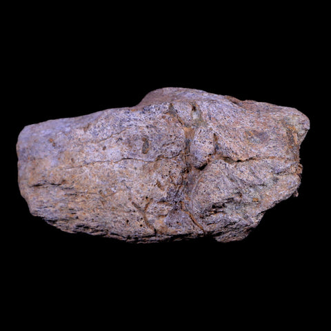5.3" Triceratops Fossil Horn Base Bone Lance Creek FM Cretaceous Dinosaur WY COA - Fossil Age Minerals