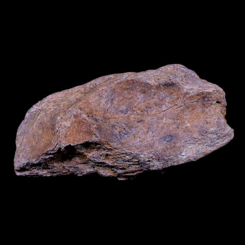 5.3" Triceratops Fossil Horn Base Bone Lance Creek FM Cretaceous Dinosaur WY COA - Fossil Age Minerals