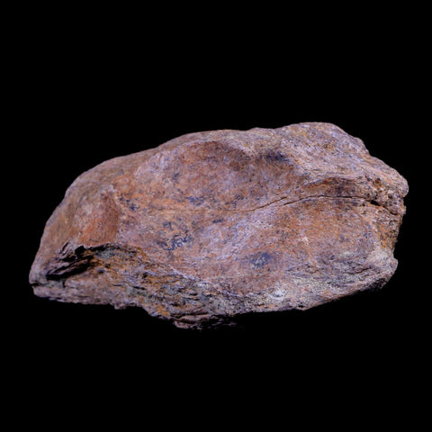 5.3" Triceratops Fossil Horn Base Bone Lance Creek FM Cretaceous Dinosaur WY COA - Fossil Age Minerals