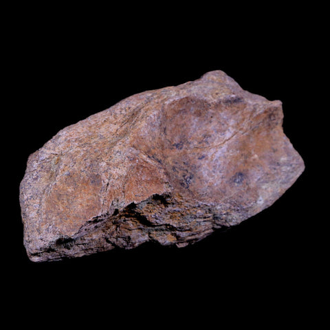 5.3" Triceratops Fossil Horn Base Bone Lance Creek FM Cretaceous Dinosaur WY COA - Fossil Age Minerals