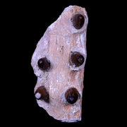 3.7" Crocodile Fossil Jaw Teeth Kem Kem Morocco Cretaceous Age Crocodilian Tooth