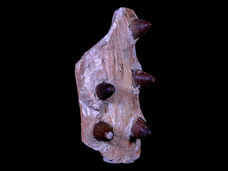 3.7" Crocodile Fossil Jaw Teeth Kem Kem Morocco Cretaceous Age Crocodilian Tooth