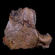 4.9" Edmontosaurus Fossil Skull Nasal Bone Lance Creek Cretaceous Dinosaur WY COA