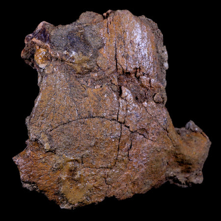 4.9" Edmontosaurus Fossil Skull Nasal Bone Lance Creek Cretaceous Dinosaur WY COA