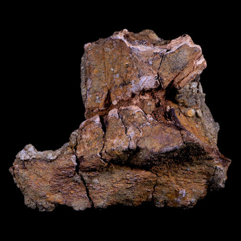 4.9" Edmontosaurus Fossil Skull Nasal Bone Lance Creek Cretaceous Dinosaur WY COA - Fossil Age Minerals