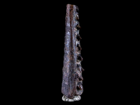 0.8 Orthacanthus Shark Fossil Spine Permian Age Ryan FM Waurika OK COA, Display - Fossil Age Minerals