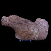 7" Edmontosaurus Fossil Skull Nasal Bone Lance Creek Cretaceous Dinosaur WY COA