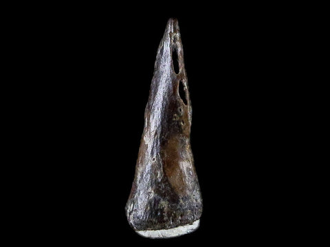 0.4" Trimerorhachis Claw Fossil Permian Age Reptile Waurika Oklahoma COA, Display - Fossil Age Minerals
