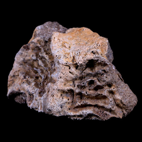 3.2" Pachycephalosaurus Dinosaur Fossil Neck Vertebrae Bone Lance Creek WY COA - Fossil Age Minerals
