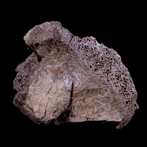 3.2" Pachycephalosaurus Dinosaur Fossil Neck Vertebrae Bone Lance Creek WY COA - Fossil Age Minerals