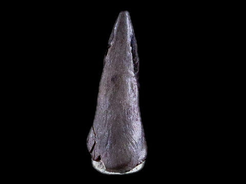 0.4" Trimerorhachis Claw Fossil Permian Age Reptile Waurika Oklahoma COA, Display - Fossil Age Minerals