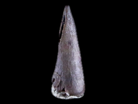 0.4" Trimerorhachis Claw Fossil Permian Age Reptile Waurika Oklahoma COA, Display - Fossil Age Minerals