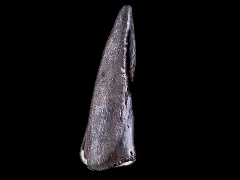 0.4" Trimerorhachis Claw Fossil Permian Age Reptile Waurika Oklahoma COA, Display - Fossil Age Minerals