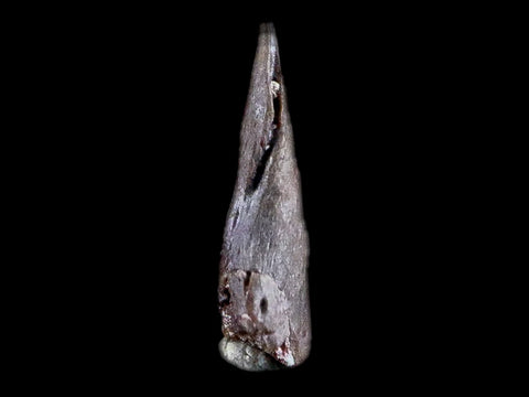 0.4" Trimerorhachis Claw Fossil Permian Age Reptile Waurika Oklahoma COA, Display - Fossil Age Minerals